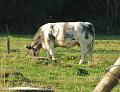 3de Follow the leader-Herfstrit- (181)